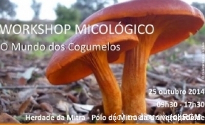 workshop_micologico