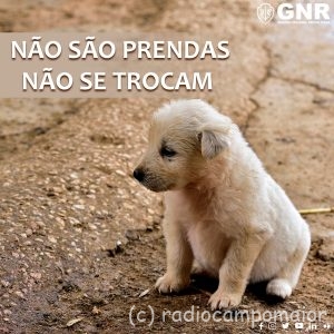 GNR animais