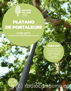 platano Portalegre