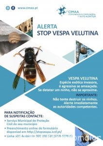 VESPA VELUTINA