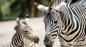 ZebrasMonteSelvagem