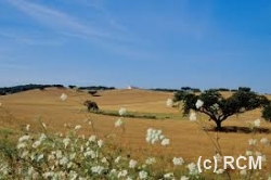 alentejo