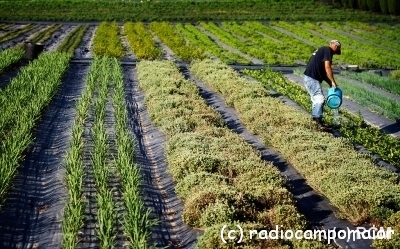 AgriculturaSustentavel