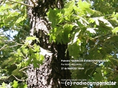 BIODIVERSIDADE_Quercus