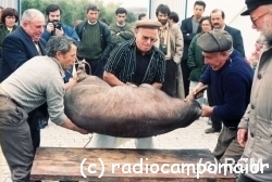CURPImatancaPorco