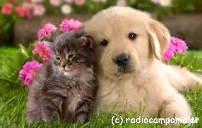 animais_estinacao